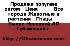 Продажа попугаев оптом › Цена ­ 500 - Все города Животные и растения » Птицы   . Ямало-Ненецкий АО,Губкинский г.